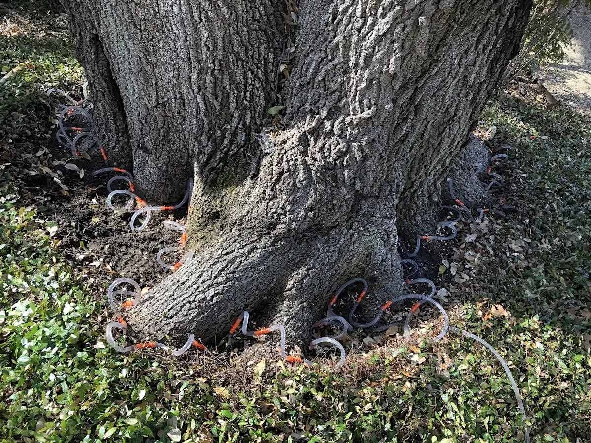 Detailed Tree Cabling and Bracing job site in Lake City