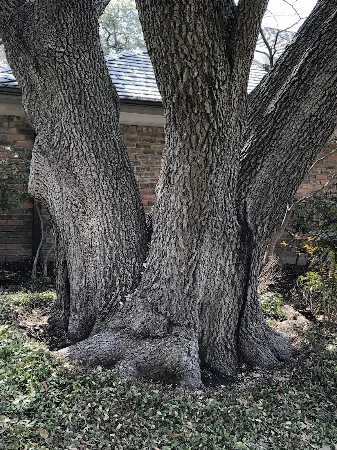 Mature heritage tree close to a Lake City property cared for by certified arborists